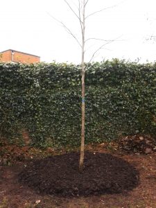 Tree planting