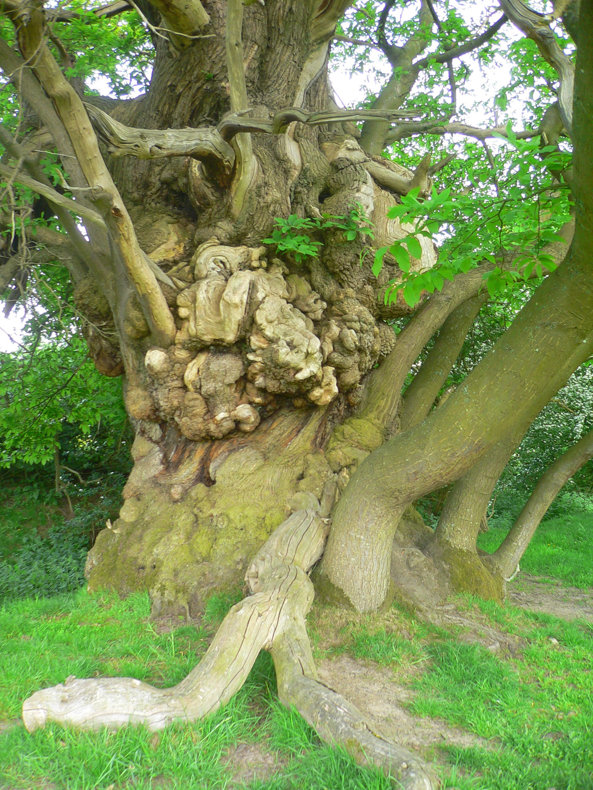 Veteran Tree