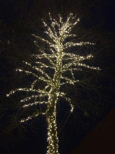 Cowdenbeath Tree Lights: Alder