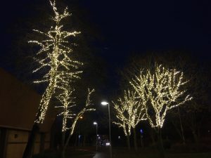 Cowdenbeath Tree Lights: all trees